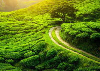 Darjeeling